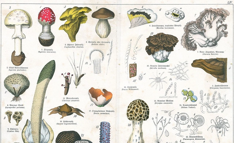 7417271922990267894.webp